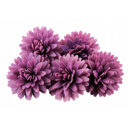 Kwiat waflowy stokrotka pomponikowa 5 szt fioletowa